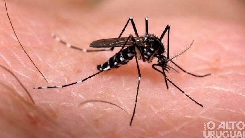 Secretaria municipal de saúde de Iraí alerta para alto índice de infestação do Aedes Aegypti e reforça medidas preventivas