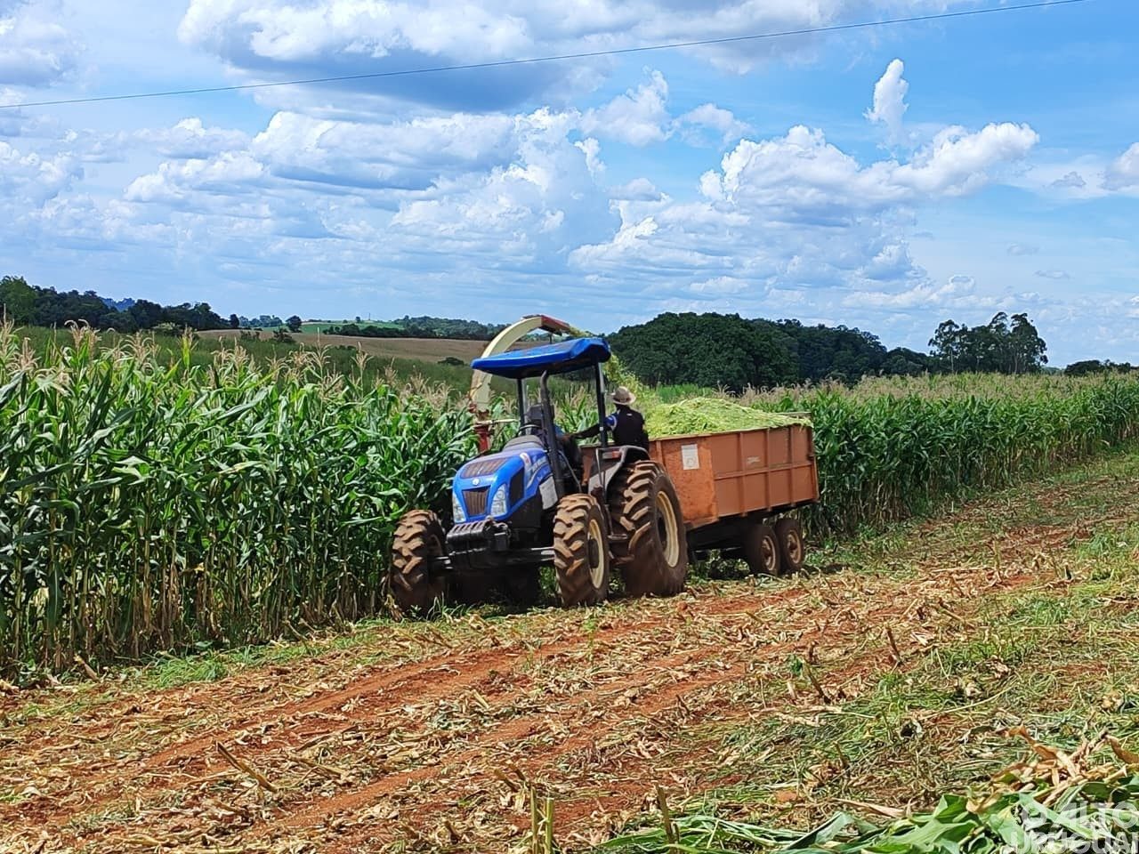 Patrulha Agrícola de Jaboticaba produz silagem para atender agricultores