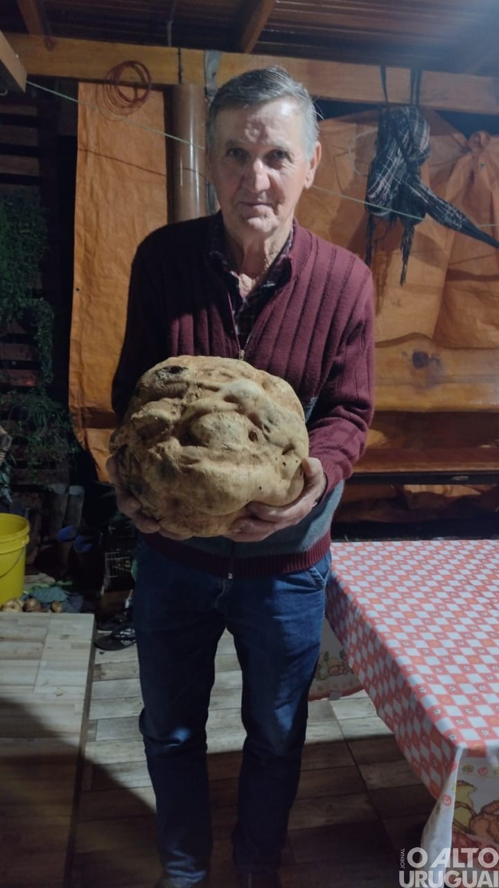 Produtor de Seberi colhe batata doce de 10kg