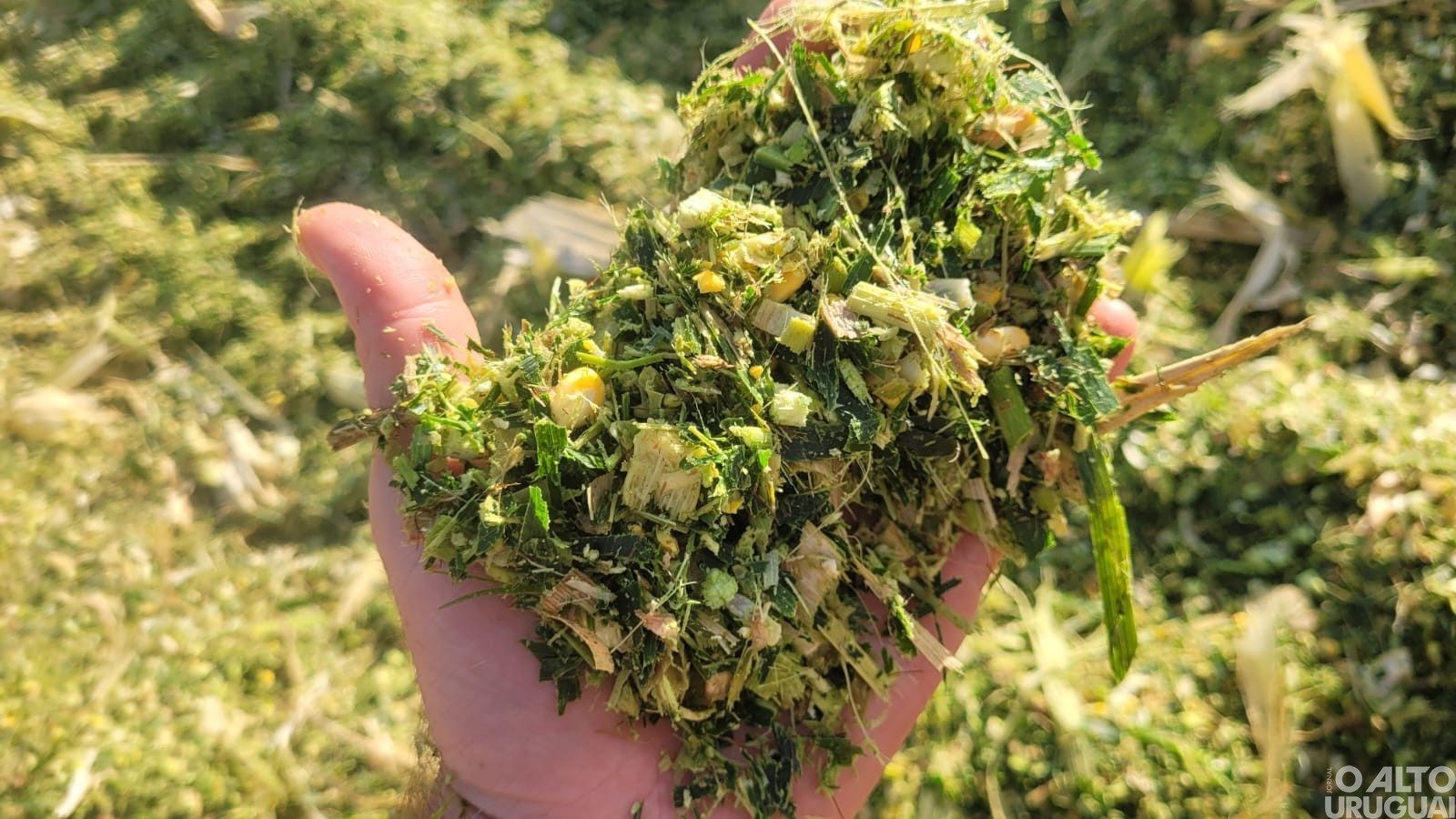 Novo Tiradentes amplia apoio na produção de silagem