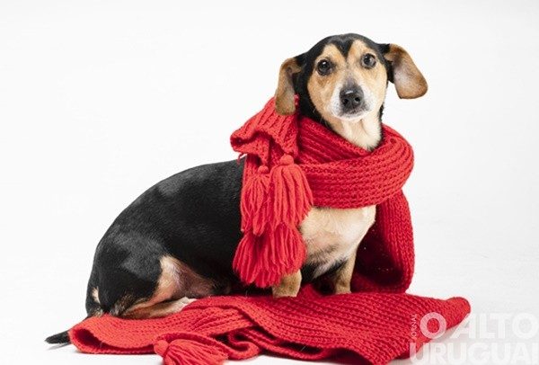 Ação conjunta arrecada doações para animais da ONG Bicho do Mato