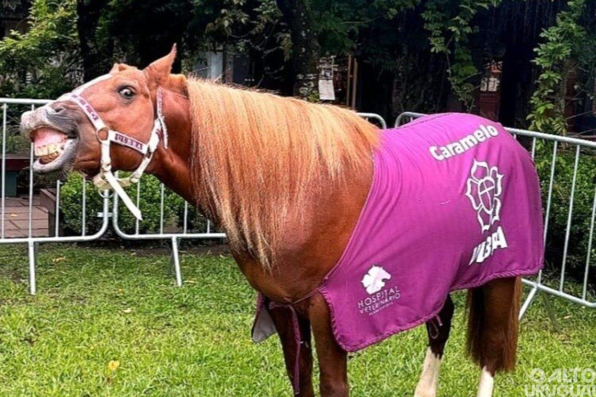 Cavalo Caramelo estreia em seriado nos EUA