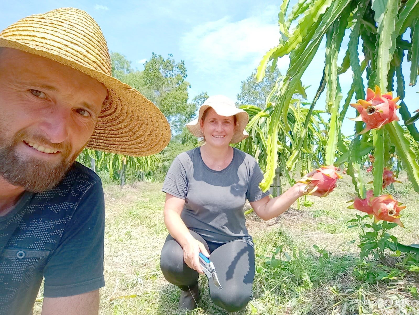 Cultivo da pitaia conquista produtores do Médio Alto Uruguai