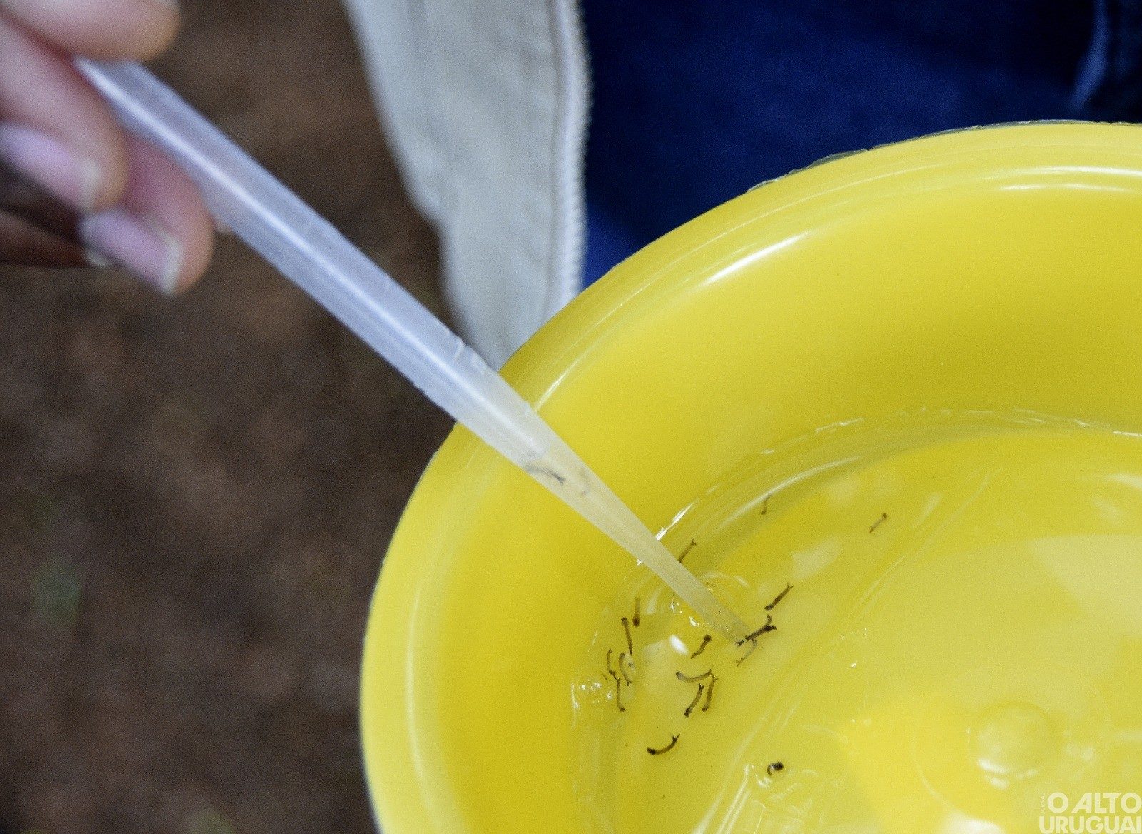 Seberi realizará mutirão contra a dengue na próxima semana