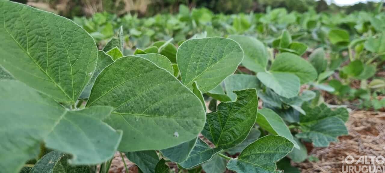 Soja apresenta 1% da área total cultivada colhida no Estado