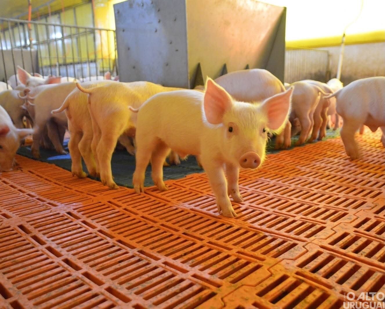 Palmitinho lidera produção de suínos para abate no Rio Grande do Sul