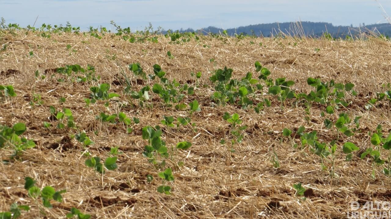Condições climáticas acentuam dificuldades no desenvolvimento da soja
