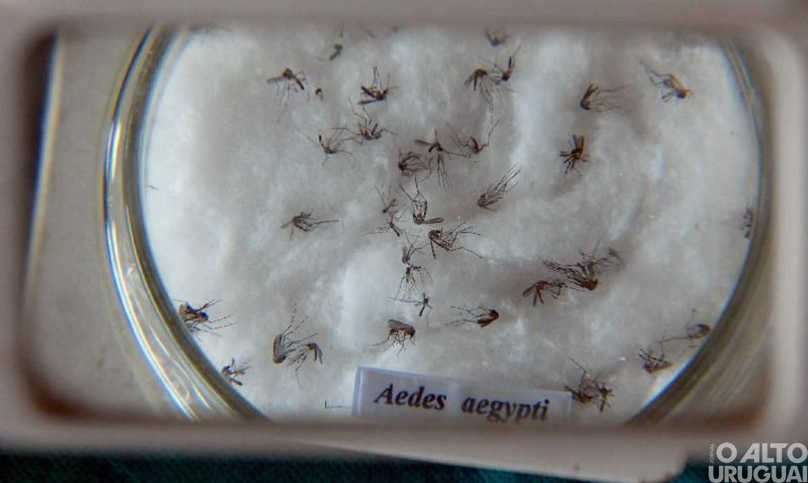 Nova vacina contra a dengue chega ao Brasil na próxima semana
