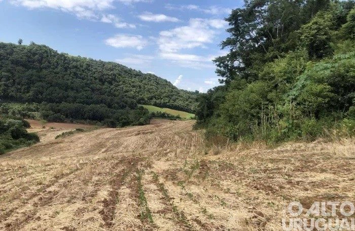 Polícia flagra mais de 8,3 hectares de desmatamento no interior do RS
