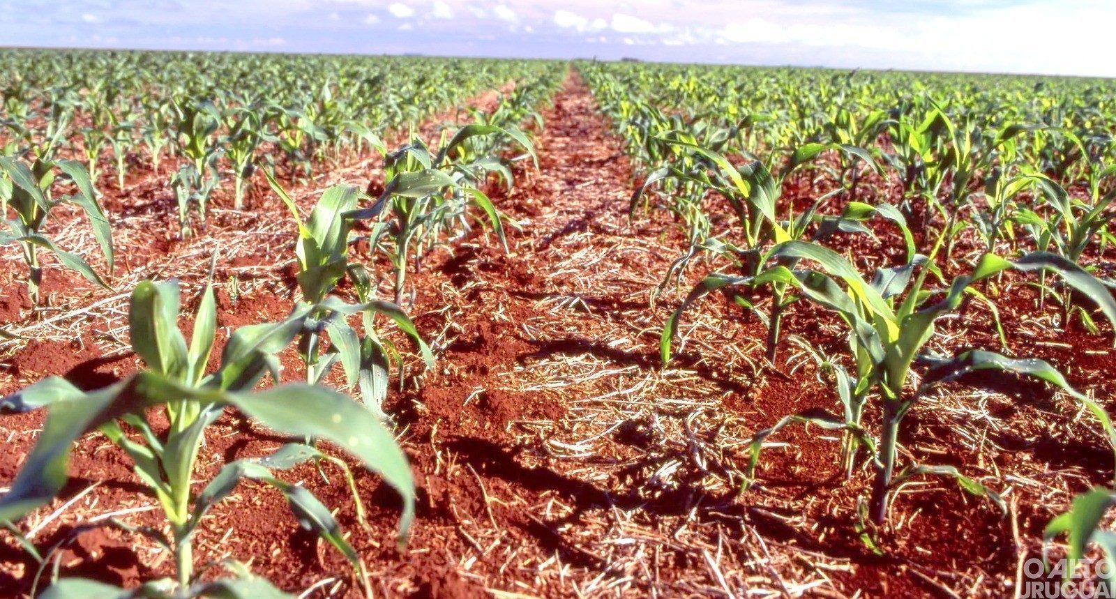 Semeadura de milho atinge 79% da área planejada no RS