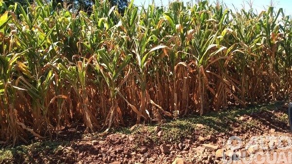 Municípios da região vão receber cestas básicas do Governo do Estado