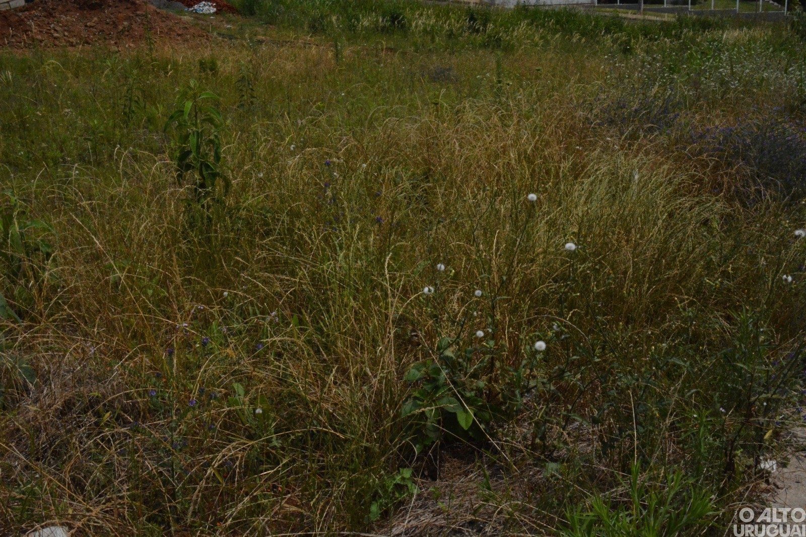 Secretaria intensifica fiscalização de terrenos baldios em FW