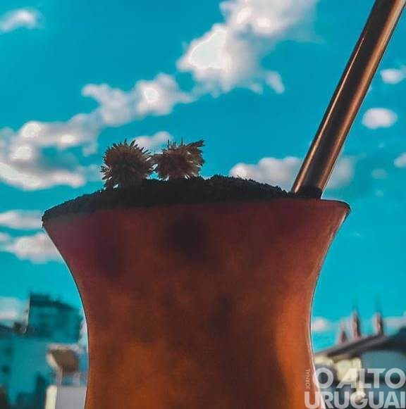 Chimarrão mais caro? Estiagem também afeta produção da erva-mate