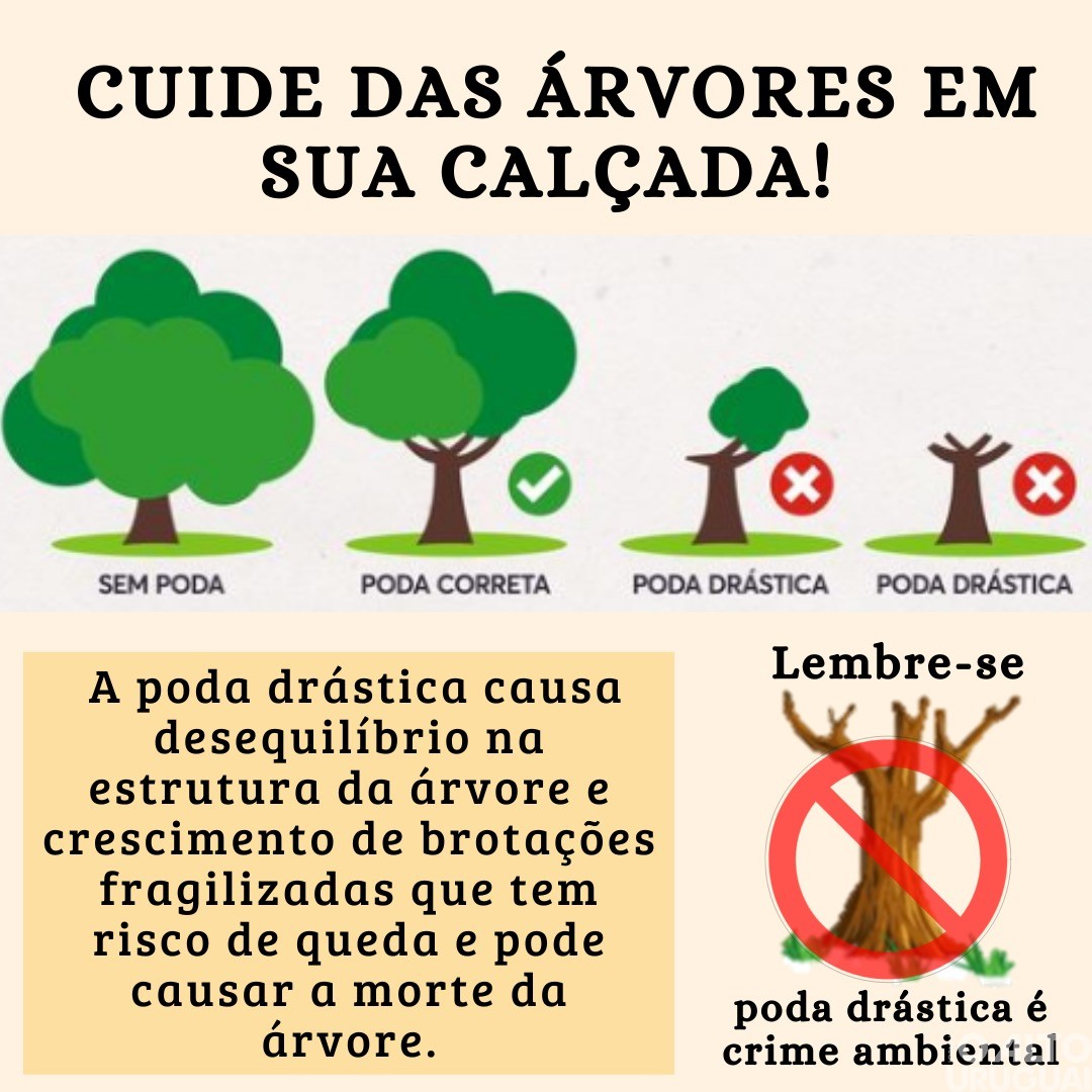 Podas radicais prejudicam o meio ambiente e podem gerar multas