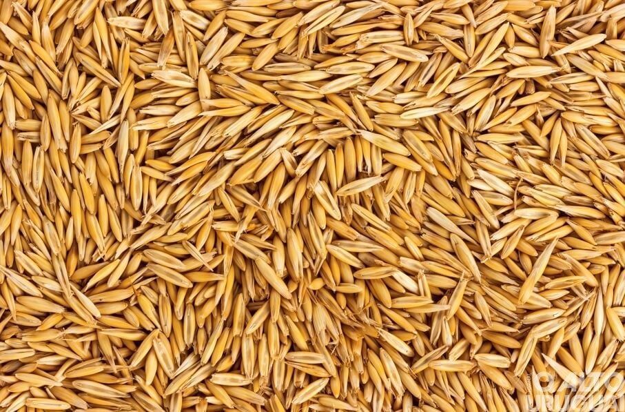 Cerca de 300 contratos de sementes são entregues aos agricultores de Seberi