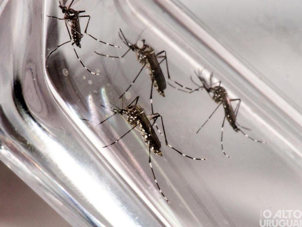 Dengue registra queda em 2026, mas alerta segue ativo