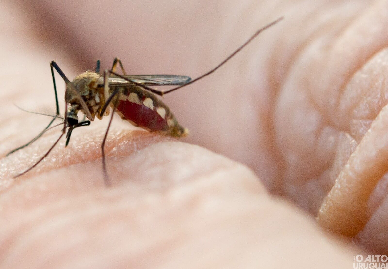 Rio Grande do Sul regista segundo óbito por conta da dengue