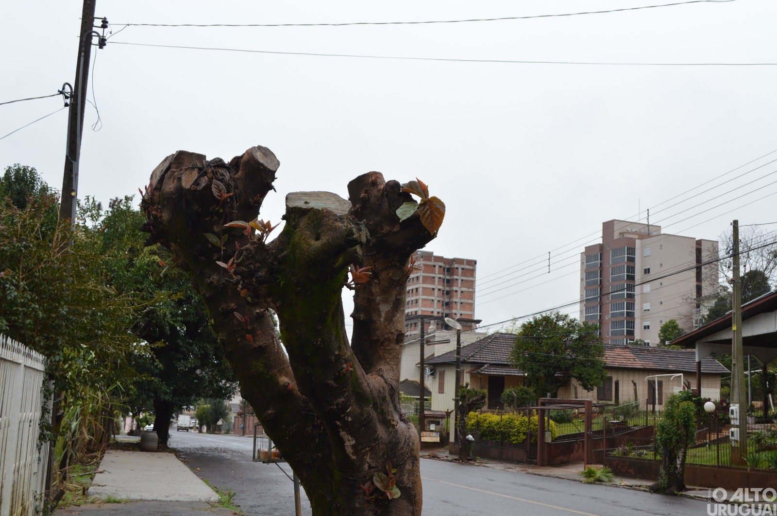 Podas radicais prejudicam o meio ambiente e podem gerar multas