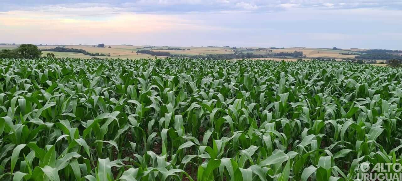 Região tem cerca de 88 mil hectares de plantio de milho