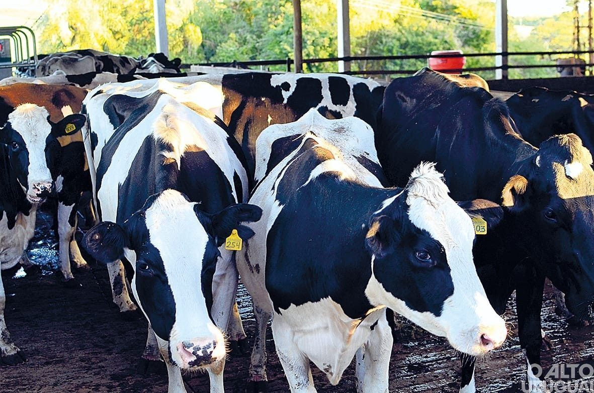 Guia de Trânsito Animal ganha versão on-line