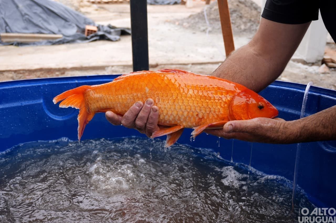 De 31 de março a 2 de abril: Feira do Peixe destaca programação em Jaboticaba