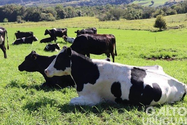 Gestão rural revela impacto dos custos na rentabilidade da produção de leite no sul do país