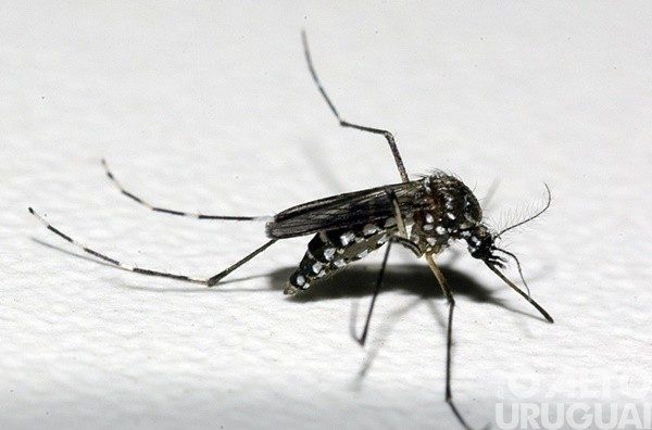Confirmado terceiro óbito por dengue em FW