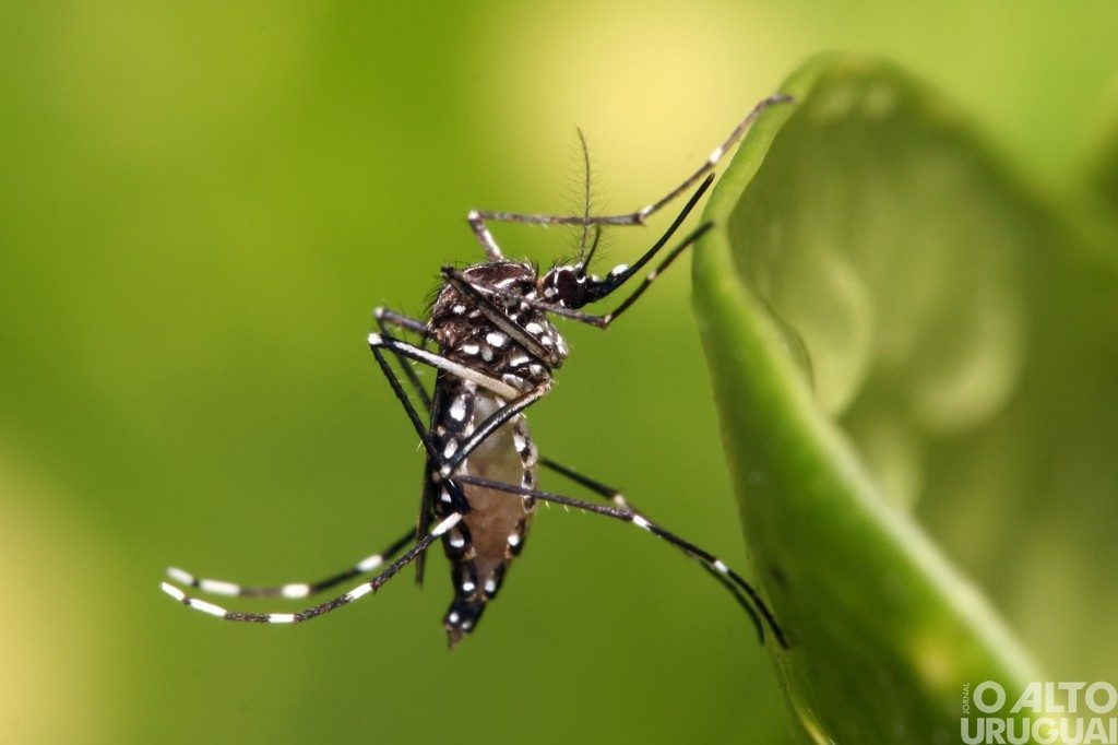 Dengue já registra pior surto da história nas Américas