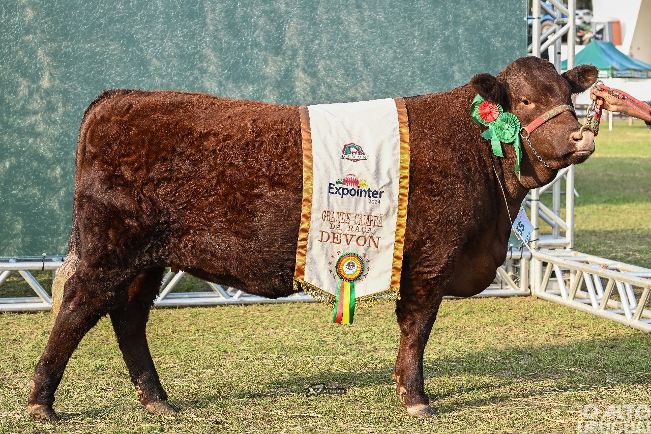 Touro mais pesado da raça Devon leva título de Grande Campeão da Expointer 2024