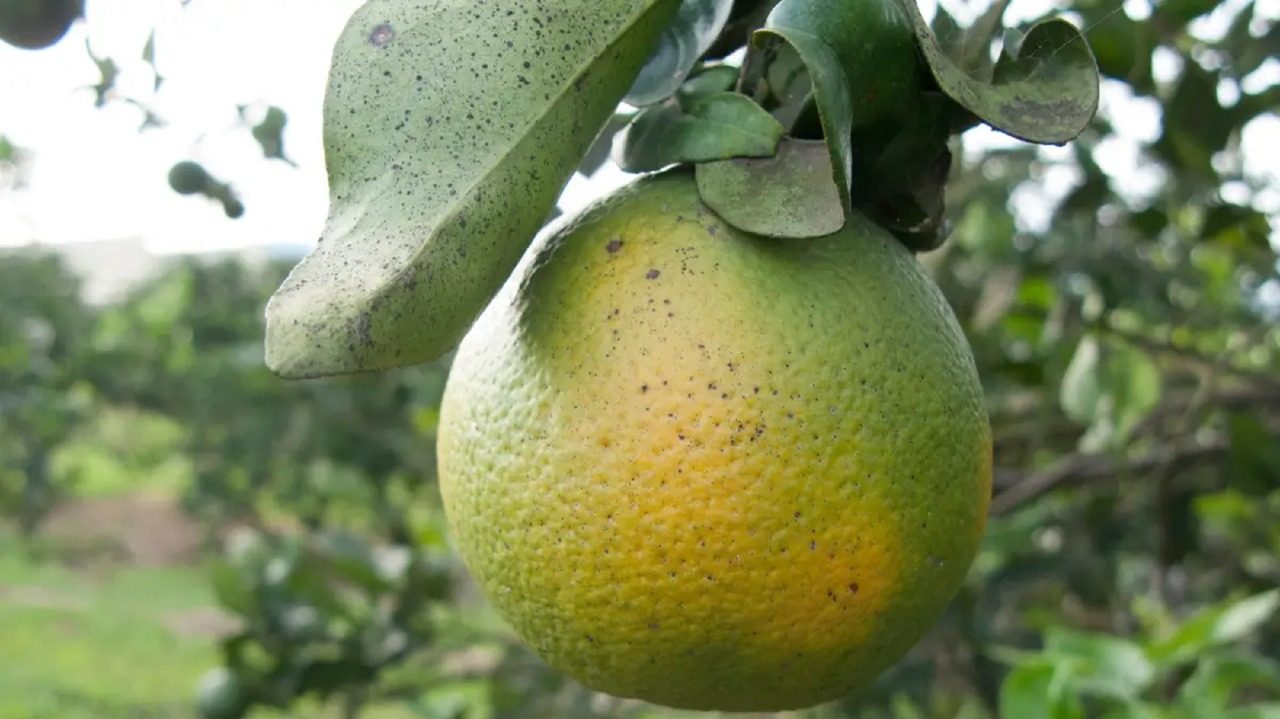 Palmitinho registra primeiro foco de greening em citros no RS