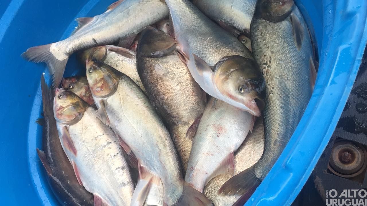 Rodeio Bonito tem feira do peixe nesta quarta-feira