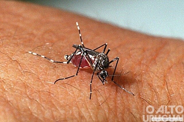 RS lança meios de combate estratégias de enfrentamento ao Aedes aegipty