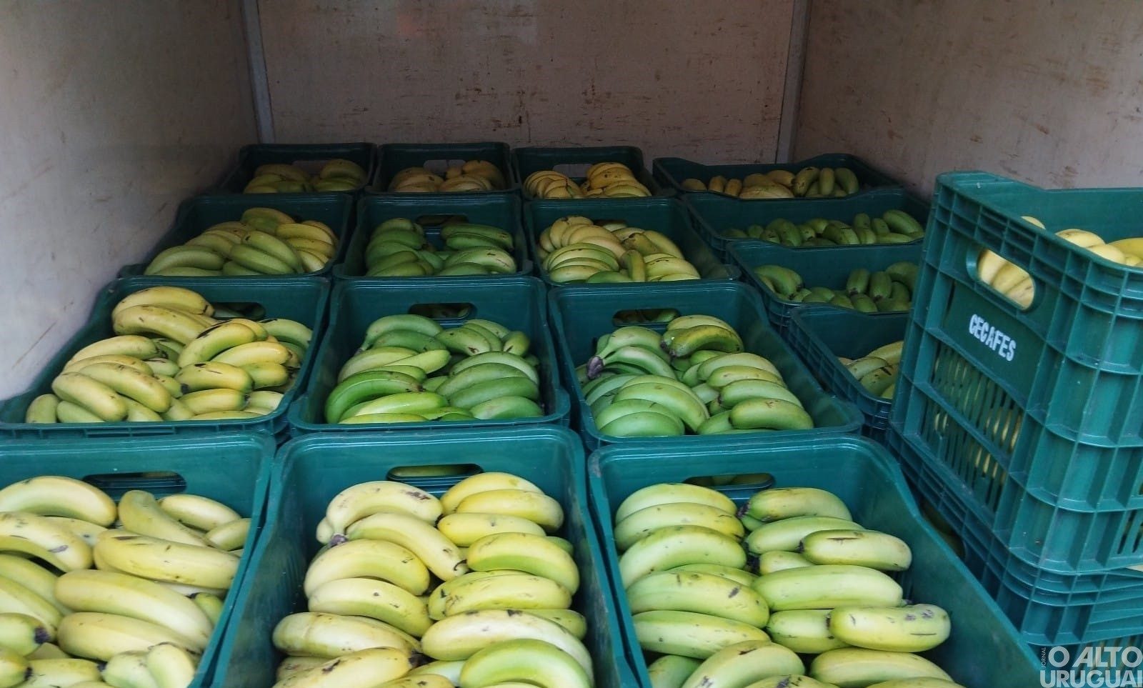 Produção de banana e abacaxi ganham espaço em Alpestre