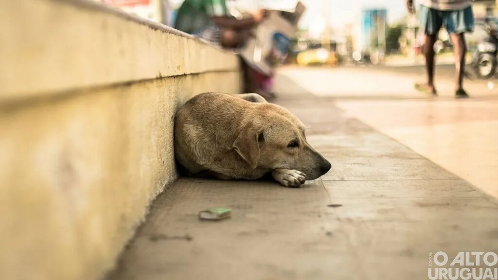 Abandono de animais é crime e pode resultar em prisão de até cinco anos