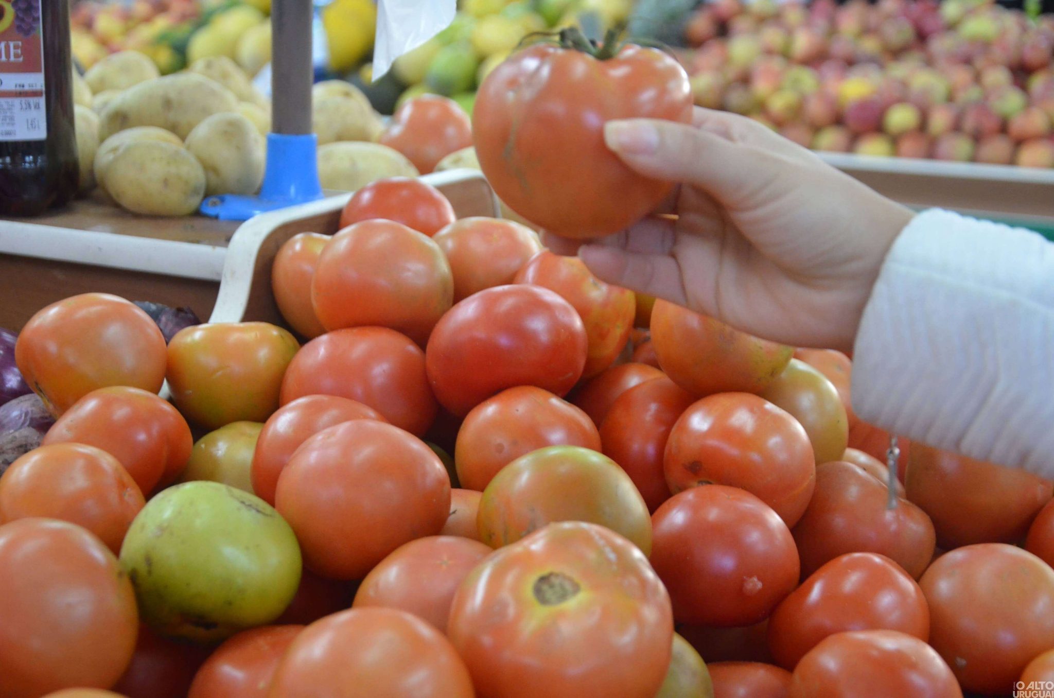 Tomate apresenta aumento de 21,51% em FW