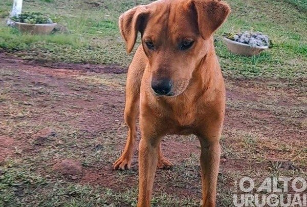 Família precisa de ajuda para tratar cachorrinha que foi abandonada e atropelada
