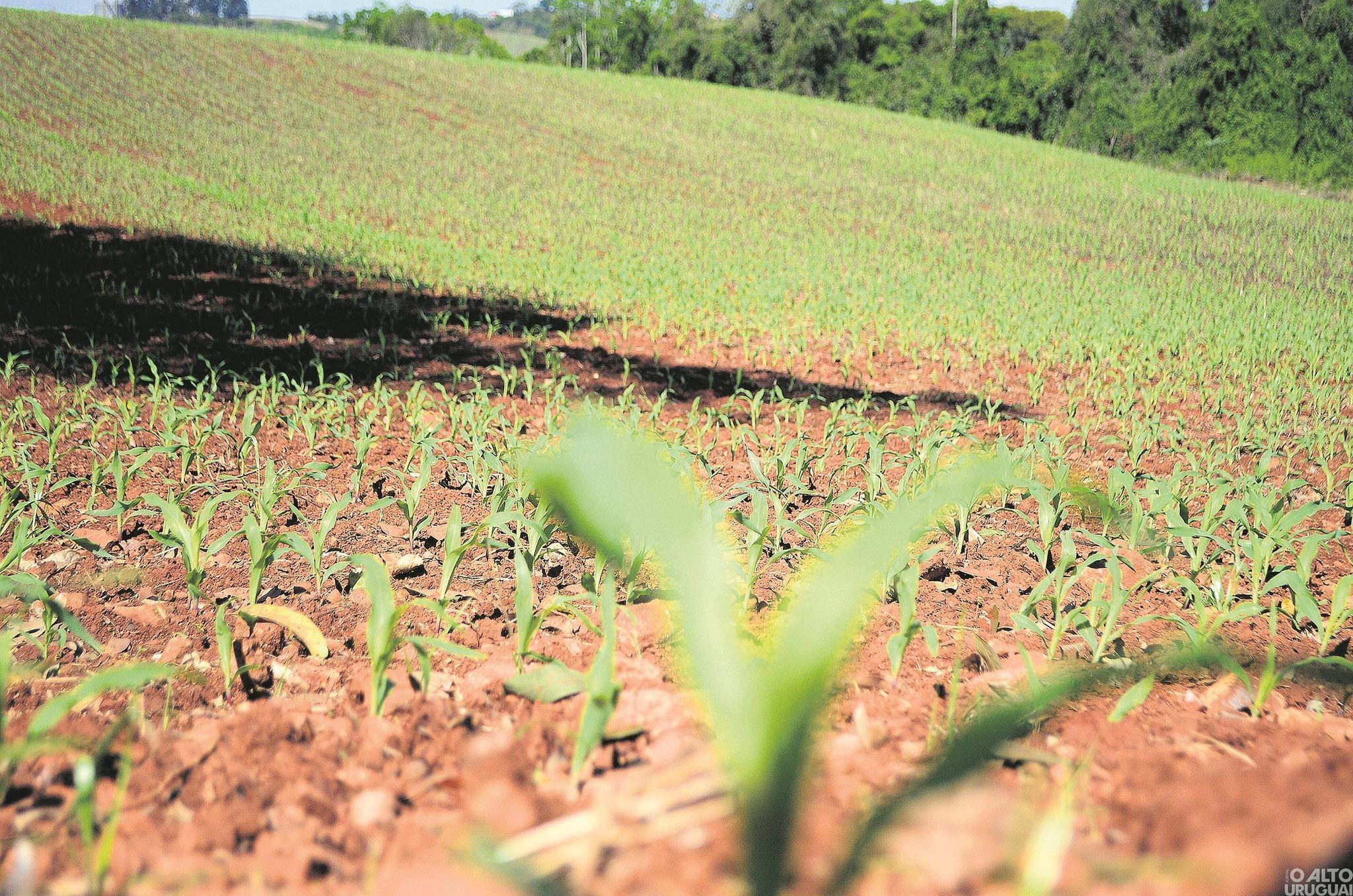 Boa Vista das Missões: cerca de 40 propriedades ruais são atingidas por pedras na última semana
