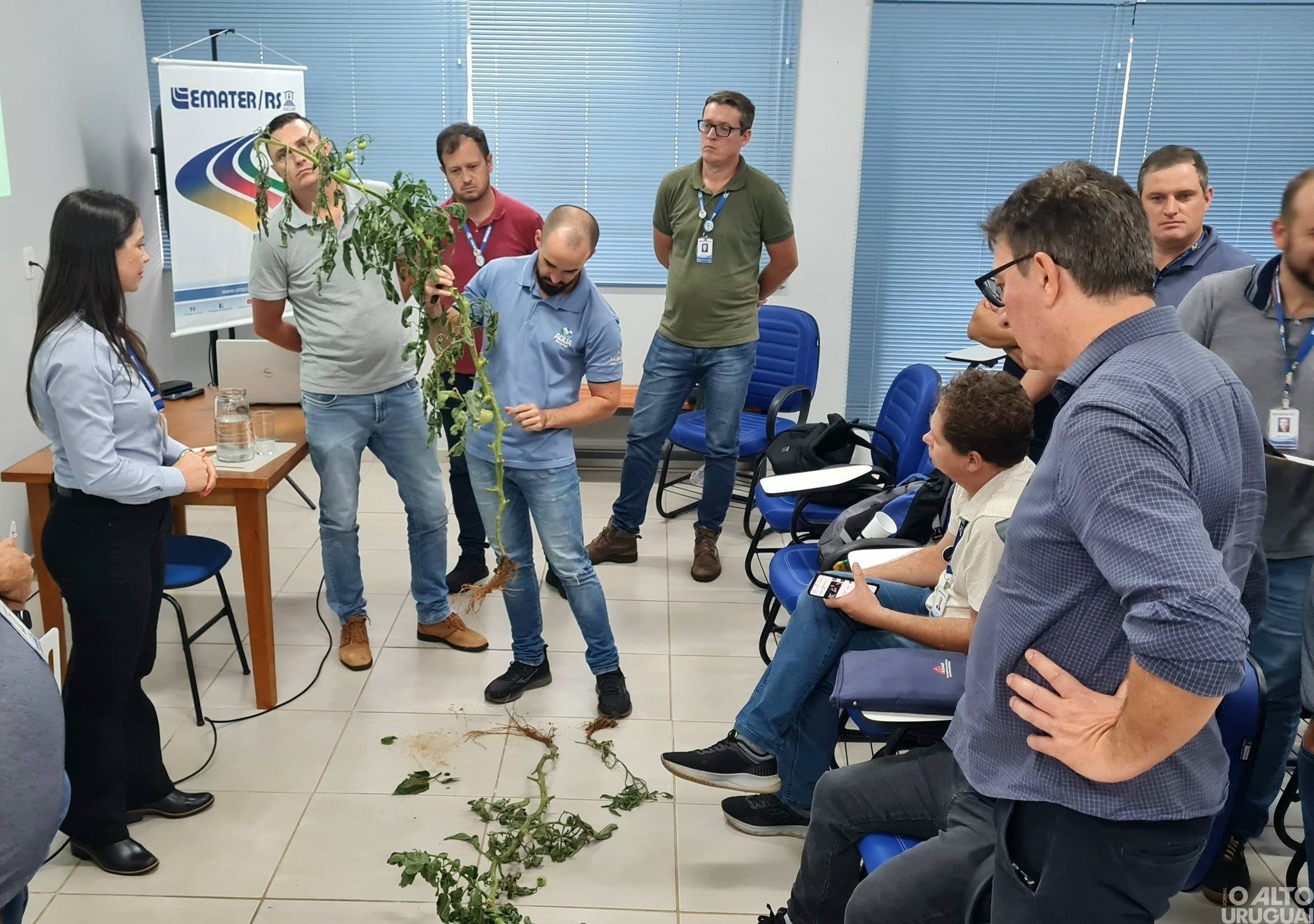 Emater/RS-Ascar promove curso sobre cultivo de tomate em Frederico Westphalen