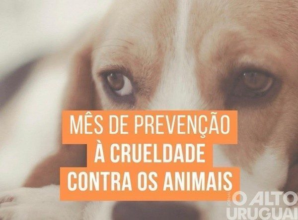 Polícia Civil investiga morte de cães por envenenamento em Palmeira das Missões