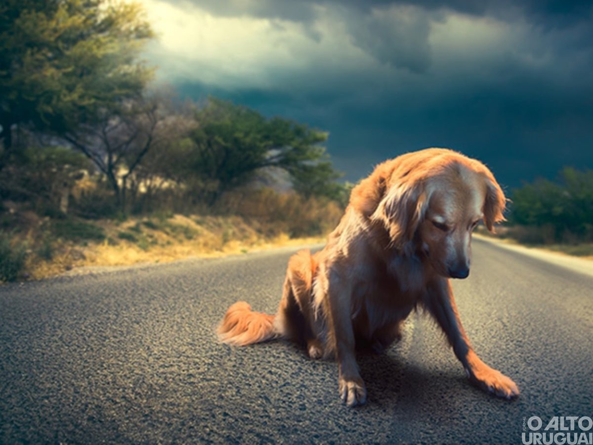 Projeto aprovado prevê suspensão da CNH para motoristas que abandonarem animais