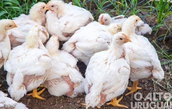 Gripe aviária leva Brasil a decretar emergência zoossanitária