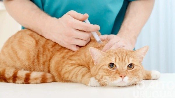 IFFar-FW realiza vacinação contra a raiva sábado em FW