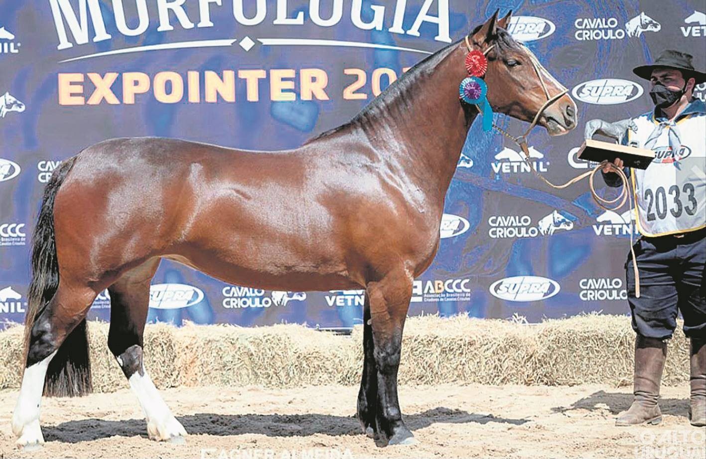 Potranca de FW recebe premiação na Expointer