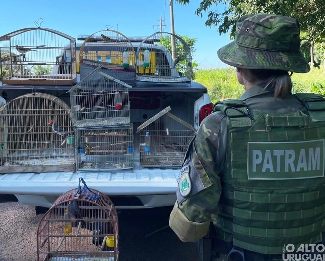 Brigada Militar resgata pássaros silvestres mantidos em cativeiro em FW