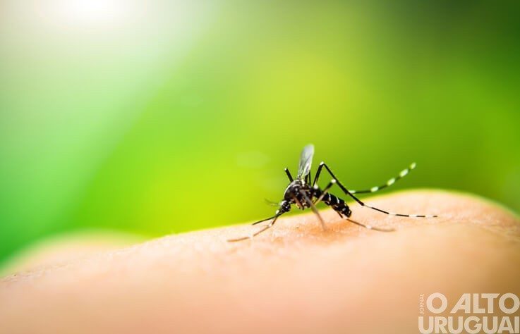 Doenças tropicais poderão crescer no RS com o aumento da temperatura do planeta