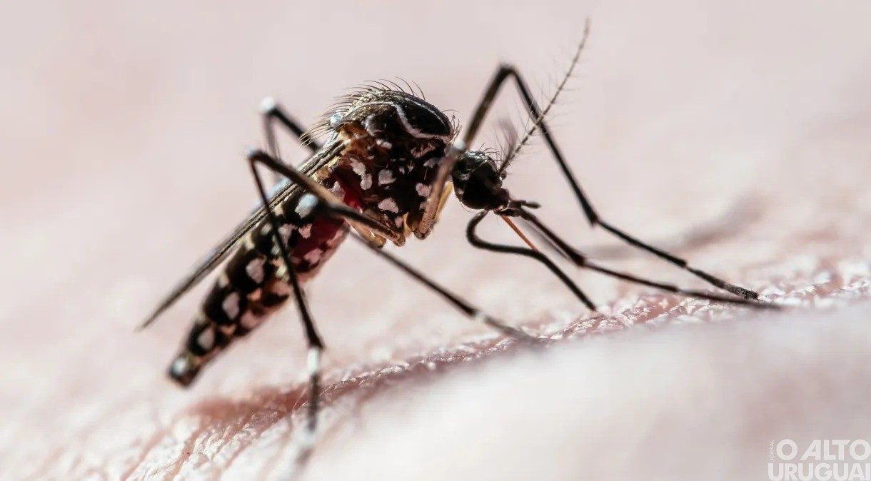 Óbitos por dengue seguem crescendo em 2024