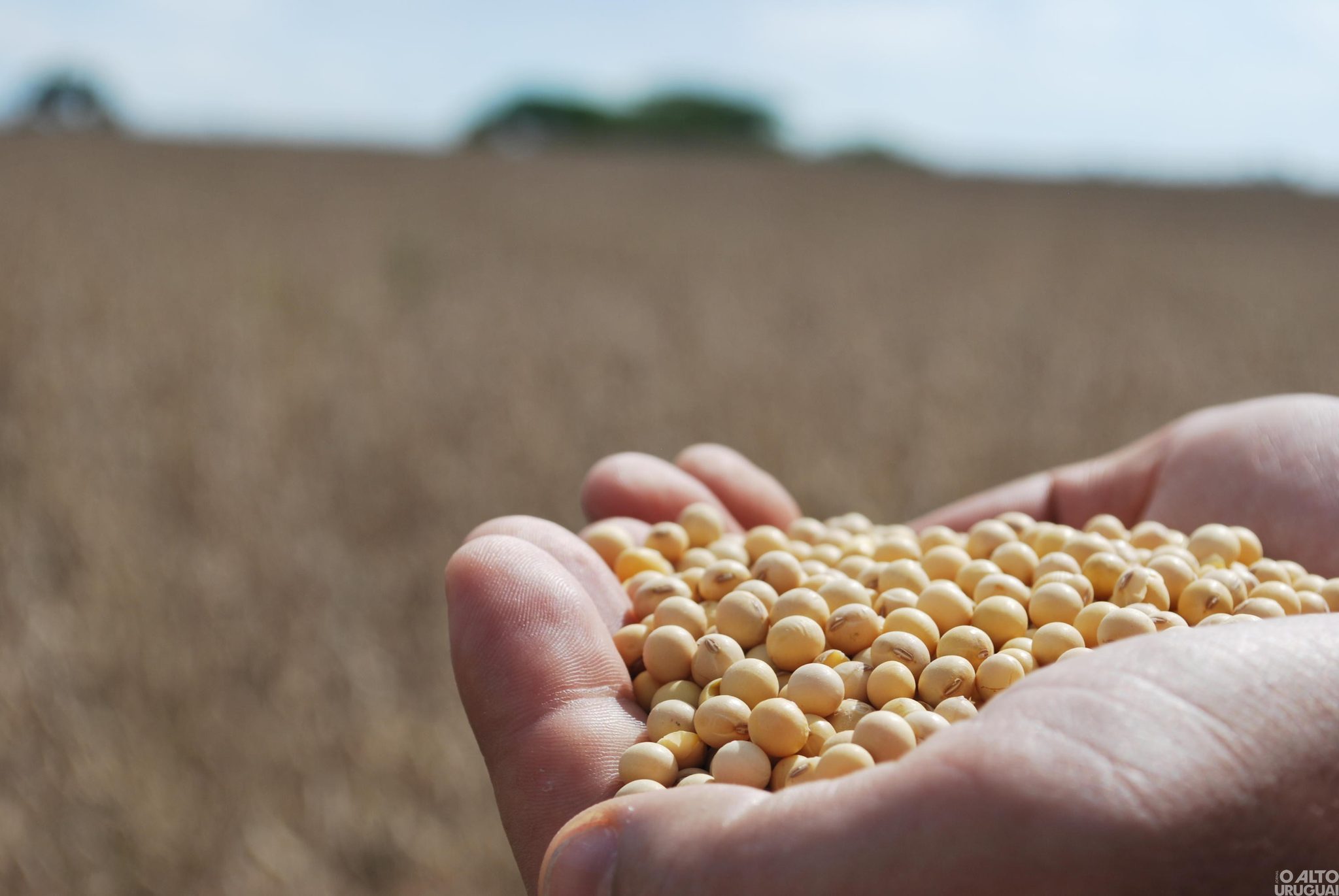 Rio Grande do Sul é o terceiro maior produtor de grãos do país