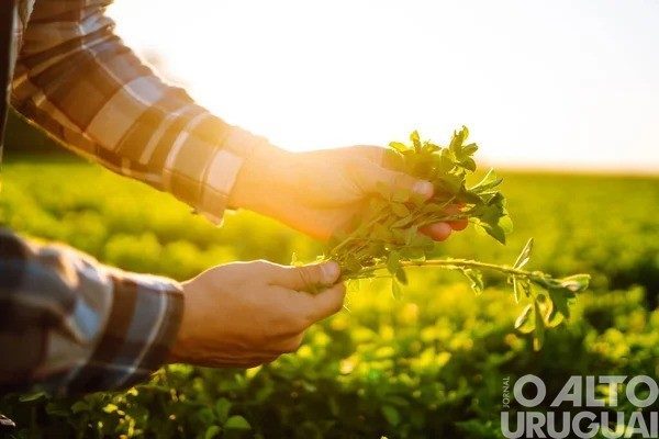 Ministério da Agricultura deverá prorrogar quitação de dívidas do setor