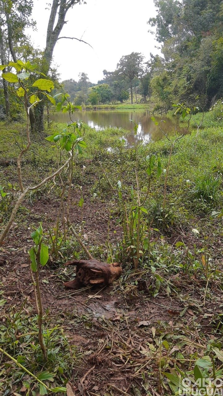 Abigeatos diminuem, mas ocorrências preocupam produtores