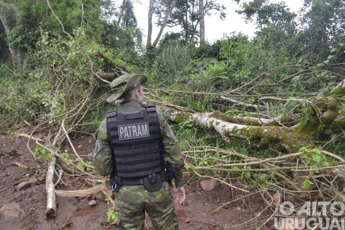Mais de 2,4 hectares de Mata Atlântica são desmatados em Vicente Dutra